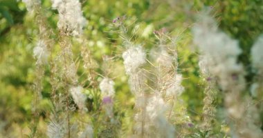 Yaz ormanlarında güneş ışığı altında pofuduk yabani bitkilerin yakın çekimi.