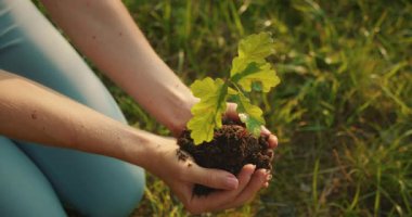 Genç bir kadın tarlada diz çökmüş elinde sağlıklı bir meşe fidanı ile zengin, karanlık bir toprak tutuyor..