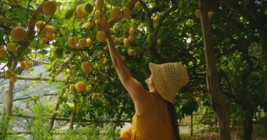 Amalfi 'de gölgeli bir limon bahçesinde olgun limon toplayan bir kadın..