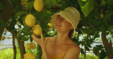 Yaz boyunca Amalfi Korusu 'nda olgun limon toplayan ve narenciye meyvelerine hayran olan mutlu kadın..