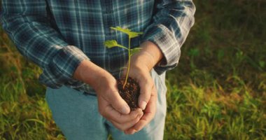 Ağaç fidanı yaşlı ellerden genç ellere geçmiş, nesilden nesile aktarılmış, paylaşılan sorumluluk ve miras..