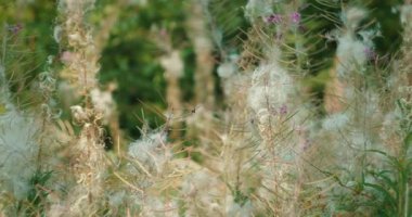 Kıvırcık saplı yabani bitkiler ve yaz ormanlarında yüzen tohumlar..