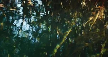 Cenote su yüzeyi Yucatan Meksika 'daki kök ve ağaçların yansımalarını bozar..