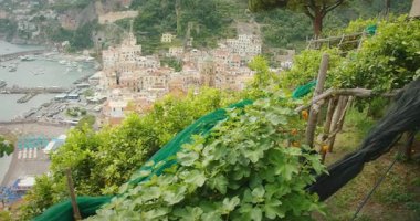 Yamaçtaki yemyeşil limon bahçesi Amalfi kıyı kasabasına bakıyor yaz hayatıyla dolu.