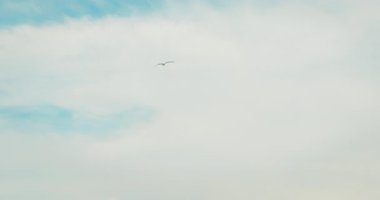 Akdeniz 'in üzerinde süzülen martı..