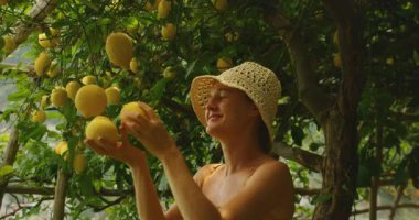 Amalfi İtalya 'sında limon ağaçlarının altından taze limon toplayan gülümseyen kadın..