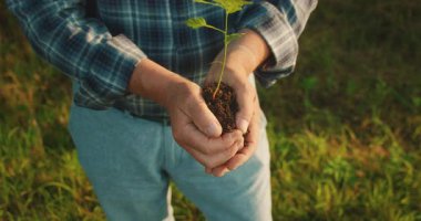 Gün batımında genç bir ağacın fidanını genç ellere veren yaşlı eller..