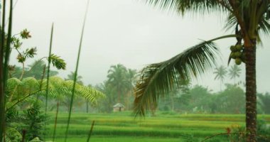 Yağmur mevsiminde yağmurlu pirinç tarlasında uzak bir kulübede palmiye ve eğreltiotu yaprakları, Bali.