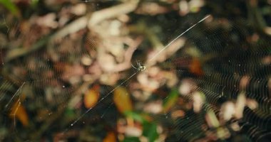 Örümcek, Meksika 'daki orman zemininde narin bir ağın ortasında dinleniyor..