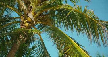 Cancun Yucatan Yarımadası, Meksika 'da hindistan cevizi palmiyesinin güneşte kavrulduğu yere yakın..