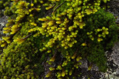 Yakın plan yosun bir stona yapışmış.