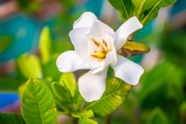 Beautiful white flower Gardenia jasminoides (Cape jasmine) as decoration of garden. Close-up shoot