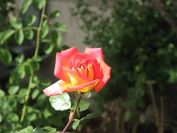 Single Red Yellow Rose Garden Prilep Macedonia — Stock Photo, Image