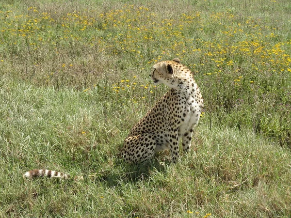 Gepard Kraterze Ngorongoro Siedzi Łąkach Szukając Zdobyczy — Zdjęcie stockowe