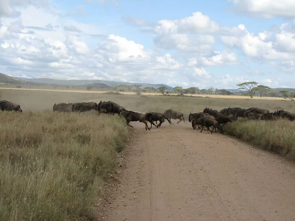 Gnus Atravessam Uma Estrada Durante Grande Migração Parque Nacional Serengeti — Fotografia de Stock