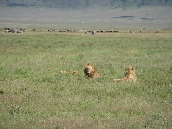 Three lions lie in a meadow while in the background herds of zebra and wildebeest graze peacefully in the Ngorongoro Crater