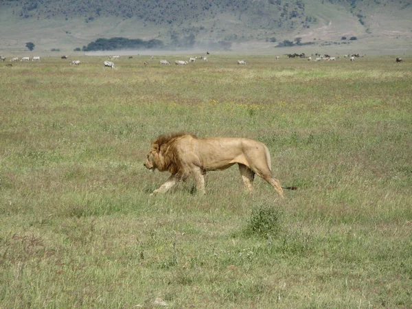An adult lion walks calmly through a meadow while in the background herds of zebra and wildebeest graze peacefully in the Ngorongoro Crater
