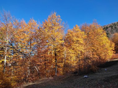 Makedonya 'nın Galicica Ulusal Parkı' nda sonbaharda canlı renkli ağaçlar