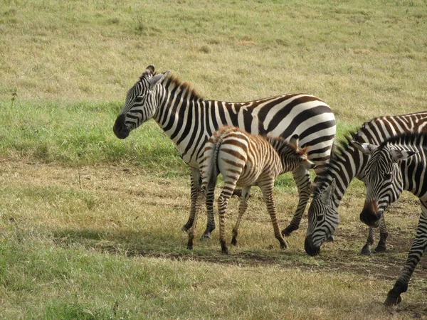 Μια Ζέβρα Ταΐζει Μικρό Της Ένα Λιβάδι Στον Κρατήρα Ngorongoro — Φωτογραφία Αρχείου