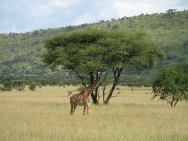 Serengeti Ulusal Parkı 'nda bir zürafa çayırda duruyor ve doğrudan kameraya bakıyor.