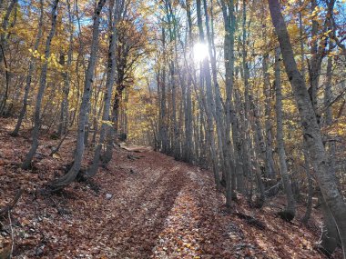 Makedonya 'nın Galiçya Ulusal Parkı' nda sonbaharda canlı renkli ağaçların arasından parlayan güneş