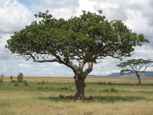 A lions family resting under an acacia tree in the Serengeti National Park, Tanzania