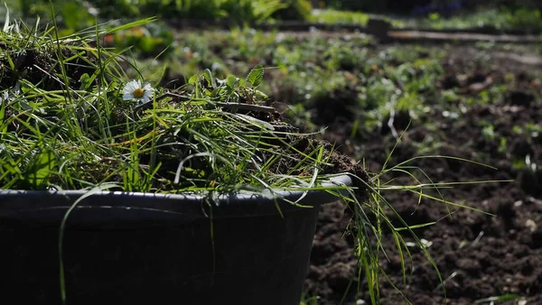 Ein Eimer Voll Gras Und Unkraut Mit Einem Gänseblümchen Darauf — Stockfoto