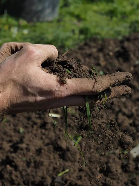 전문가인 농부는 채소씨 묘목을 토양을 손으로 생태학 — 스톡 사진