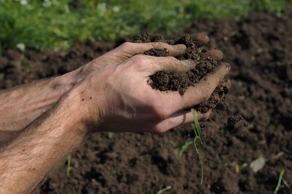 男性の専門家の農家の手は土壌を保持し 野菜の種子や植物の苗を植える前に健康と品質をチェックします 園芸の持続可能性農業生態学の概念コピースペース — ストック写真
