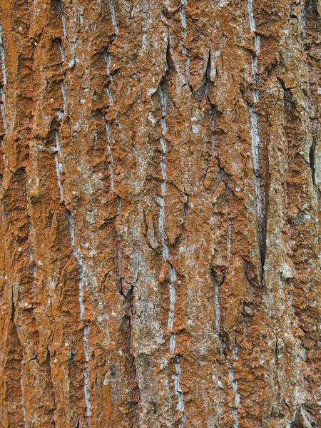 Närbild Sprickor Orange Trädstam Bark — Stockfoto