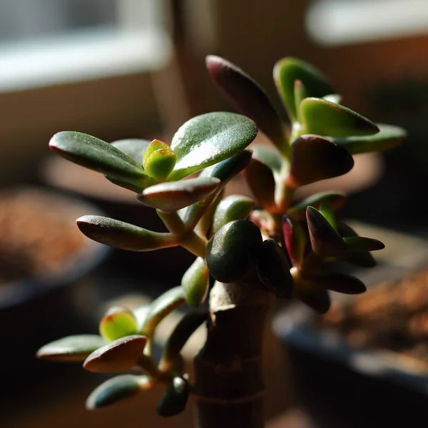 stock image close up of crassula ovata leaves in the sun