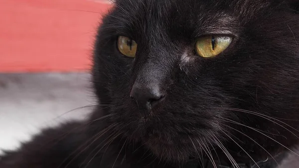 コピースペースと選択的フォーカスを背景に赤のストライプに反対側の黒い鼻と茶色のウィスカを見て黄色の目で黒い国内猫の顔のクローズアップ — ストック写真