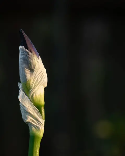Isolated Flower Bud Illuminated Sunlight Golden Hour Blurred Background White — Stock Photo, Image