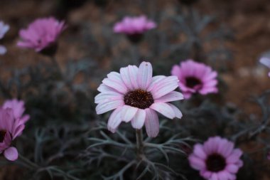 Güzel botanik fotoğrafı, doğal duvar kağıdı.