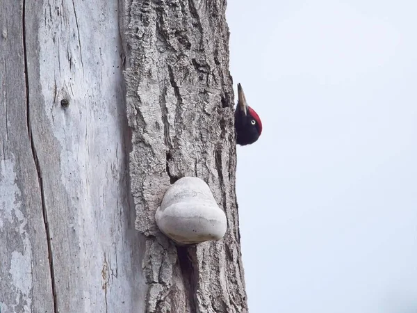 树上的黑啄木鸟 — 图库照片