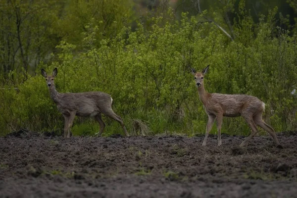 Two Deer Field — Stock Photo, Image