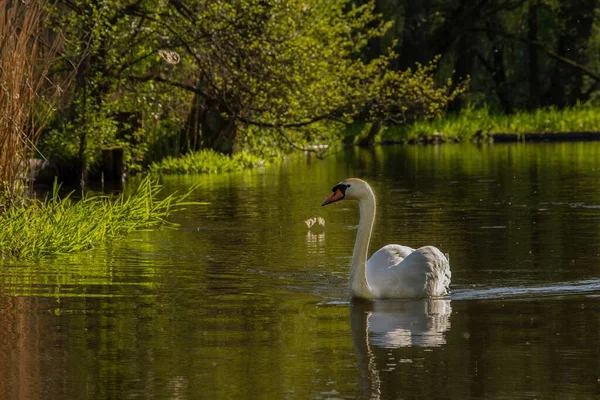 Two swans swim down a pond. Sunrise