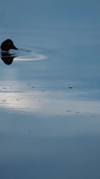 Video Duck Swimming Pond Evening Time — Stock Video