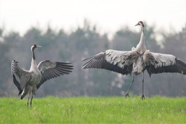 Two herons play in a clearing with a forest background clipart