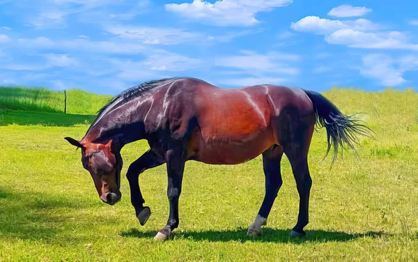 Arka plandaki çayırda onurlu bir at portresi fotoğrafı.