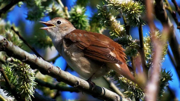 Ormandaki bir dalda Rusty Nightingale portresi