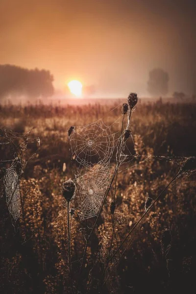 Autumn. A view of the sunset against the backdrop of a meadow. Many spider webs can be seen.