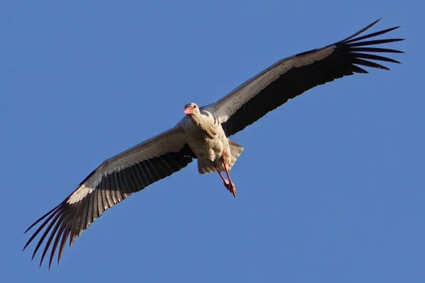 空への飛行中のコウノトリ — ストック写真