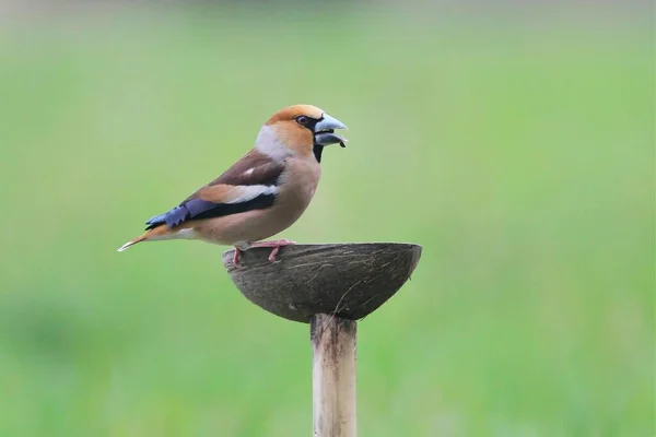 A colorful bird in flight to a watering hole in the background of a meadow.