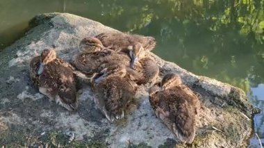 Küçük ördekler nehrin ortasında bir taşın üzerinde uyurlar.