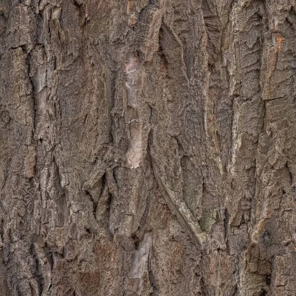 Υφή Του Φλοιού Του Δέντρου Close Πράσινα Βρύα Αυτό — Φωτογραφία Αρχείου