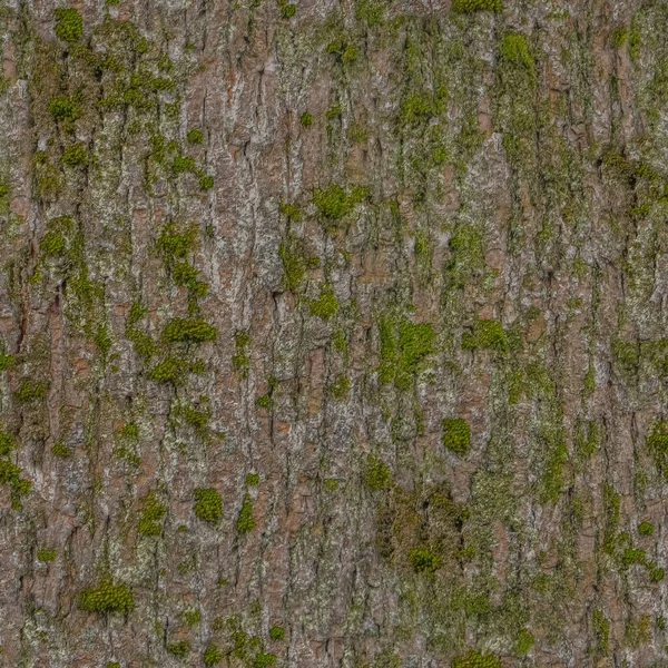 Faktura Drzewa Kora Zbliżenie Zielonym Mchem Nim — Zdjęcie stockowe