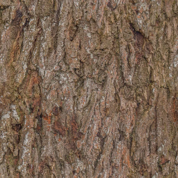 Υφή Του Φλοιού Του Δέντρου Close Πράσινα Βρύα Αυτό — Φωτογραφία Αρχείου