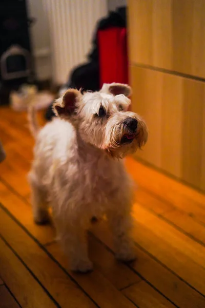 Scottish Terrier Σκυλί Περπάτημα Στο Σπίτι — Φωτογραφία Αρχείου