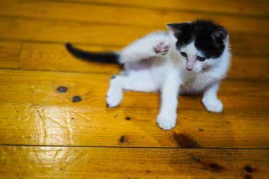 Kendini kaşıyan pireli kedicik.